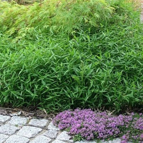 Bambus okrywowy mrozoodporny PLEJOBLAST NISKI sadzonka P9