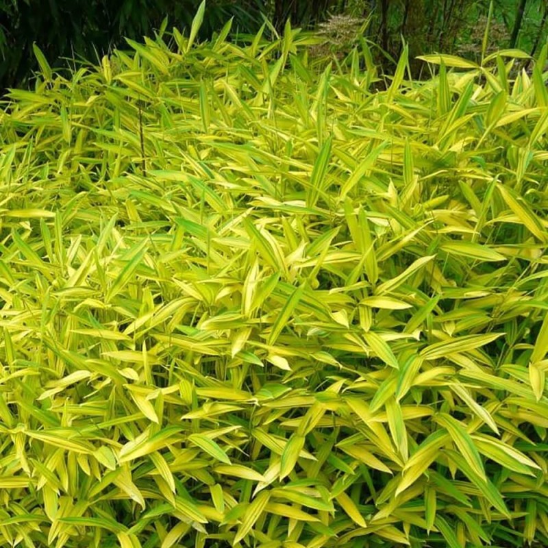 Bambus okrywowy Mrozoodporny Plejoblast AURICOMA (Pleioblastus viridistriatus) Sadzonka C2 (2).jpg