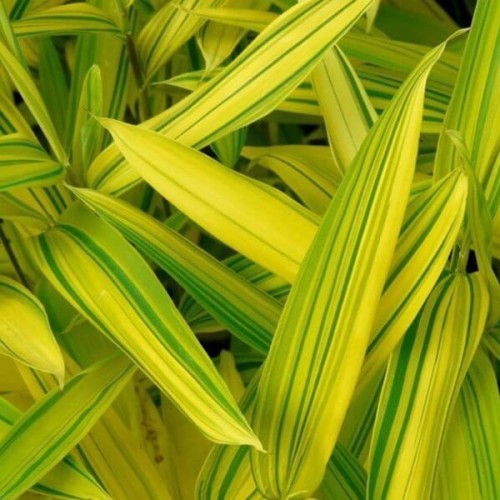 Bambus okrywowy mrozoodporny Plejoblast AURICOMA sadzonka C2