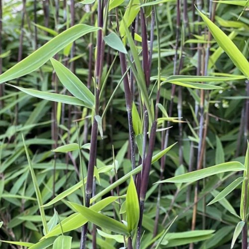 Bambus mrozoodporny Fargezia Black Dragon sadzonka C2