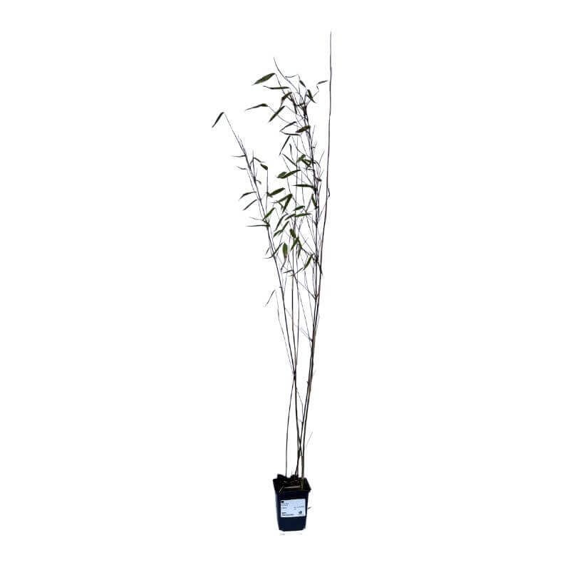 Bambus Mrozoodporny BLACK CHERRY (Fargesia nitida) Sadzonka P9 (1).jpg