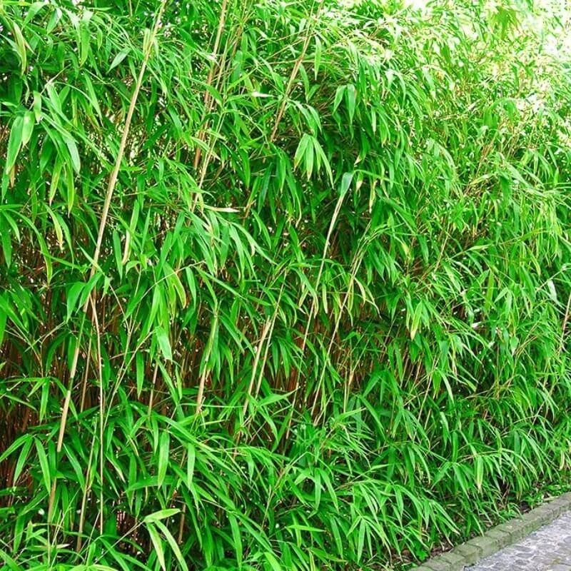 Bambus Mrozoodporny BLACK CHERRY (Fargesia nitida) Sadzonka P9 (4).jpg