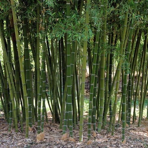 Bambus mrozoodporny Drobnolistny Gigant sadzonka XL-C5
