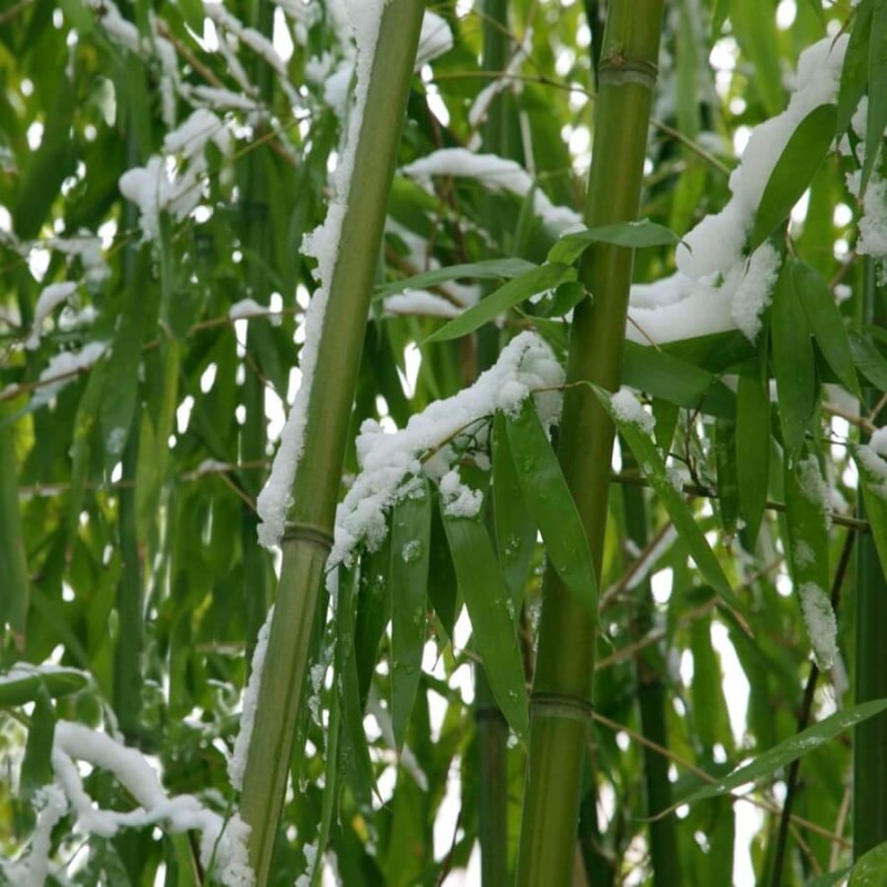 Bambus Mrozoodporny Drobnolistny Gigant (Phyllostachys parvifolia) Sadzonka XL-C5 .jpg