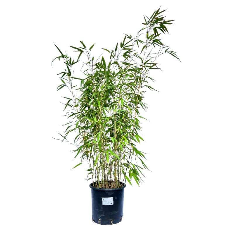 Bambus Mrozoodporny Drobnolistny Gigant (Phyllostachys parvifolia) Sadzonka XL-C5.jpg