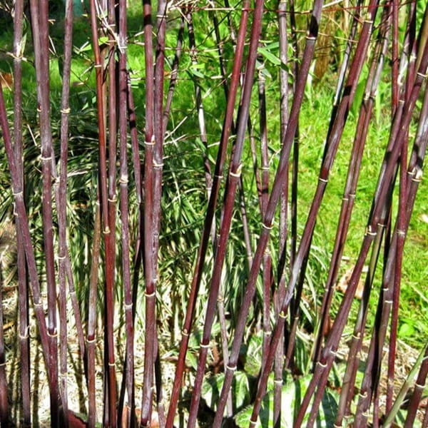 Czerwony Bambus Mrozoodporny DEEP PURPLE (Fargesia Jiuzhaigou) Sadzonka C2,5 (1).jpg