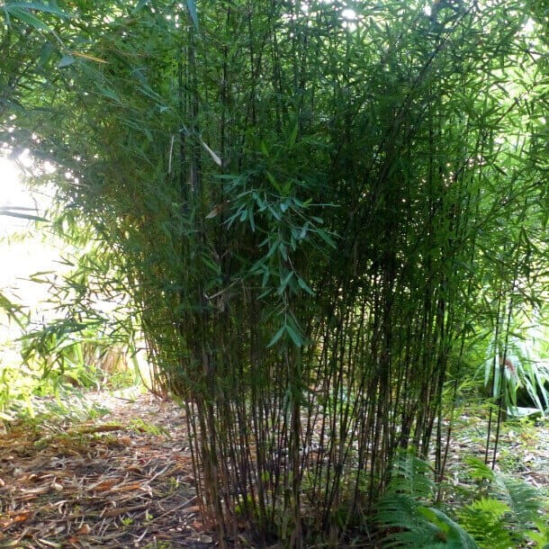 Czerwony Bambus Mrozoodporny DEEP PURPLE (Fargesia Jiuzhaigou) Sadzonka C2,5 (2).JPG