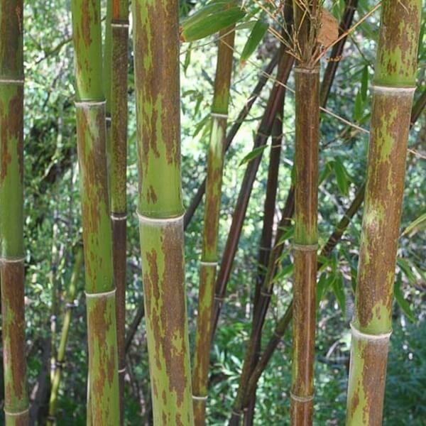 Czarny Bambus Tygrysi BORYANA Mrozoodporny (Phyllostachys nigra) Sadzonka XL-C5 (1).jpeg