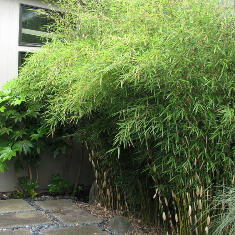 Czarny Bambus Tygrysi BORYANA Mrozoodporny (Phyllostachys nigra) Sadzonka XL-C5 (2).jpg