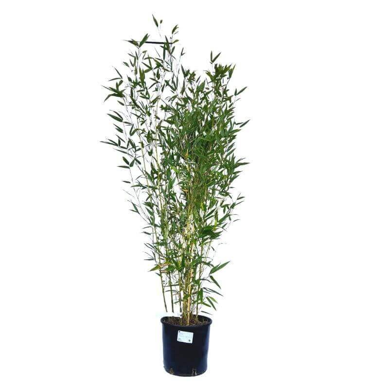 Czarny Bambus Tygrysi BORYANA Mrozoodporny (Phyllostachys nigra) Sadzonka XL-C5.jpg