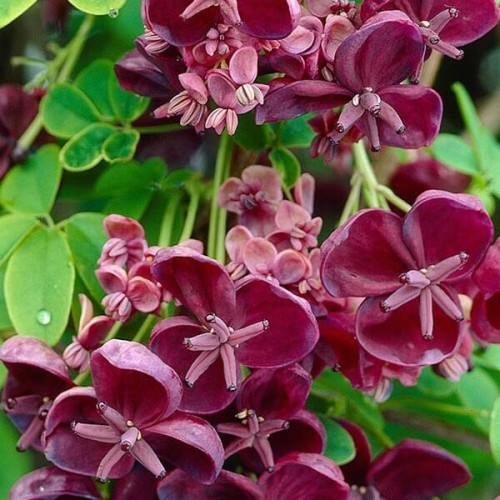 Akebia Czekoladowe Pnącze sadzonka C1