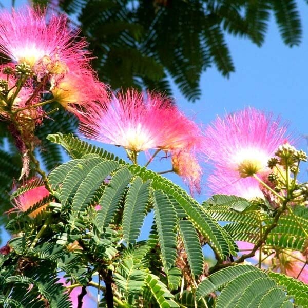 Albicja Jedwabne Drzewko (Albicja Rosea) Sadzonka C1.jpg