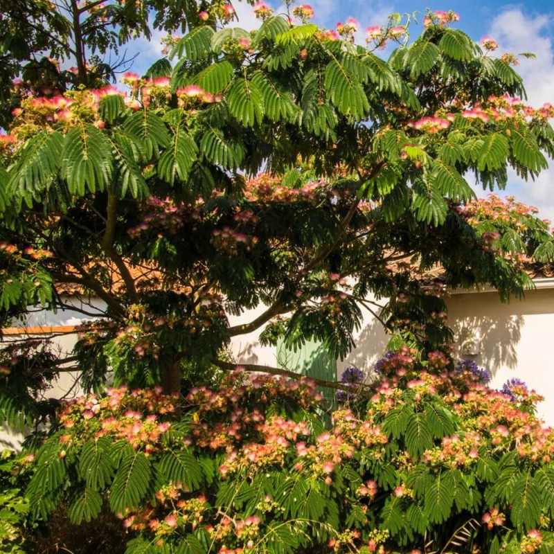 Albicja Jedwabne Drzewko (Albicja Rosea) Sadzonka C3c6 (1).jpg