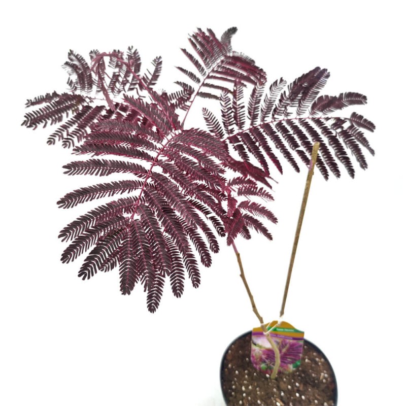 Albicja Summer Chocolate (Albizia) Sadzonka Unikat ! C2.jpg