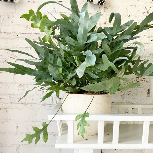 Paproć Blue Star roślina domowa P12