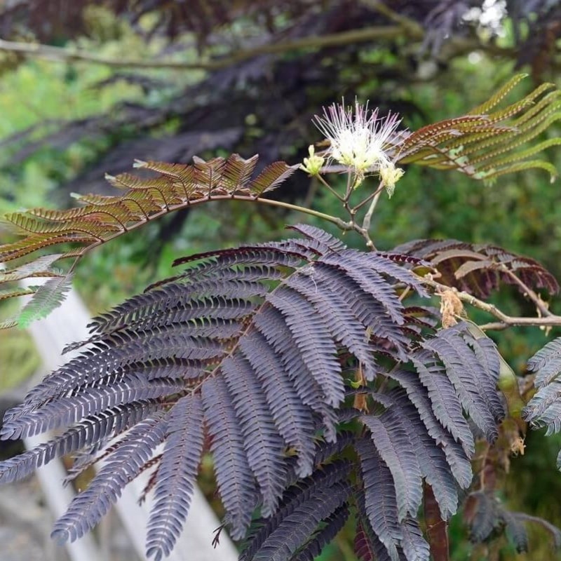 Albicja Summer Chocolate (Albizia) Sadzonka Unikat ! C2 (2).jpg