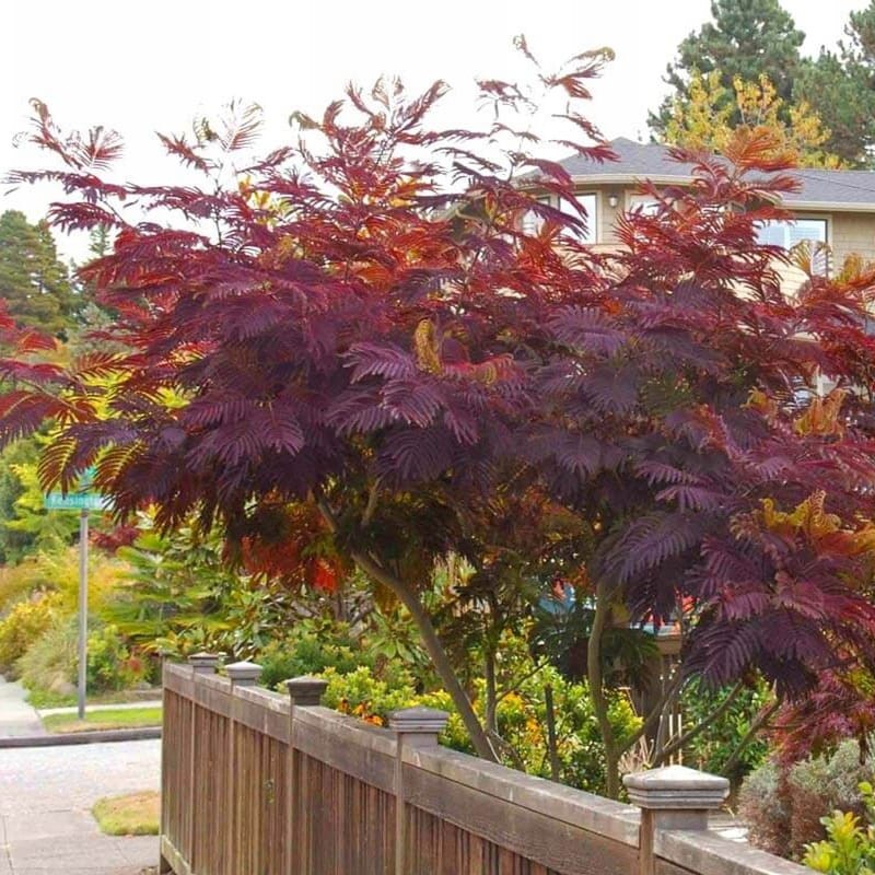 Albicja Summer Chocolate (Albizia) Sadzonka Unikat ! Xl-c5 (2).jpg