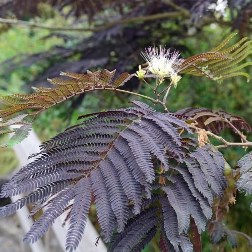 Albicja Summer Chocolate sadzonka XL-C5