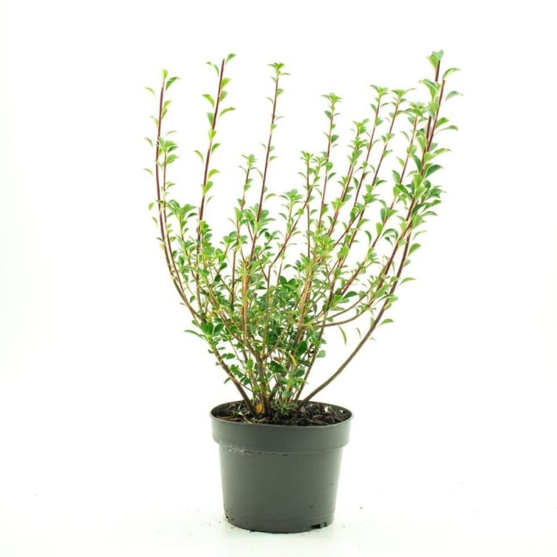 Enkiant Dzwonkowaty (Enkianthus Campanulatus) Sadzonka (3).jpg