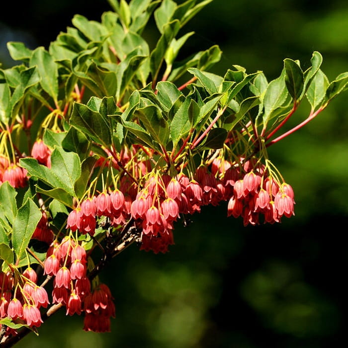 Enkiant Dzwonkowaty (Enkianthus Campanulatus) Sadzonka (1).jpg