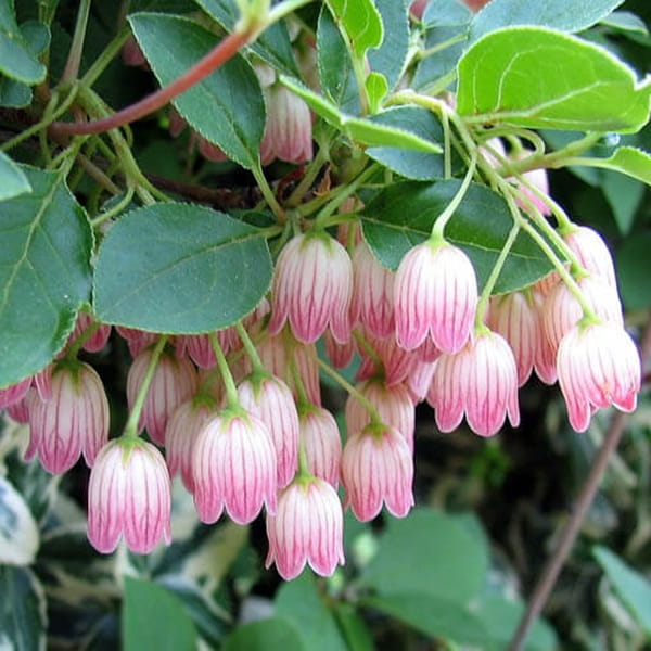 Enkiant Dzwonkowaty (Enkianthus Campanulatus) Sadzonka (2).jpg