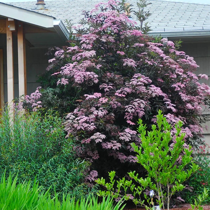 Bez Czarny Black Beauty (Sambucus nigra) Sadzonka C3c5  (1).jpg