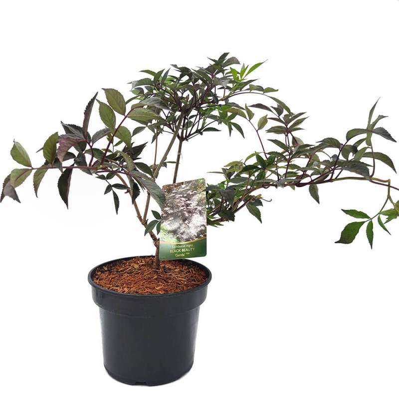 Bez Czarny Black Beauty (Sambucus nigra) Sadzonka C3c5  (2).jpg