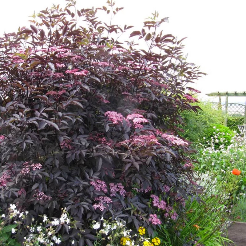 Bez Czarny Black Beauty (Sambucus nigra) Sadzonka C3c5  (3).jpg