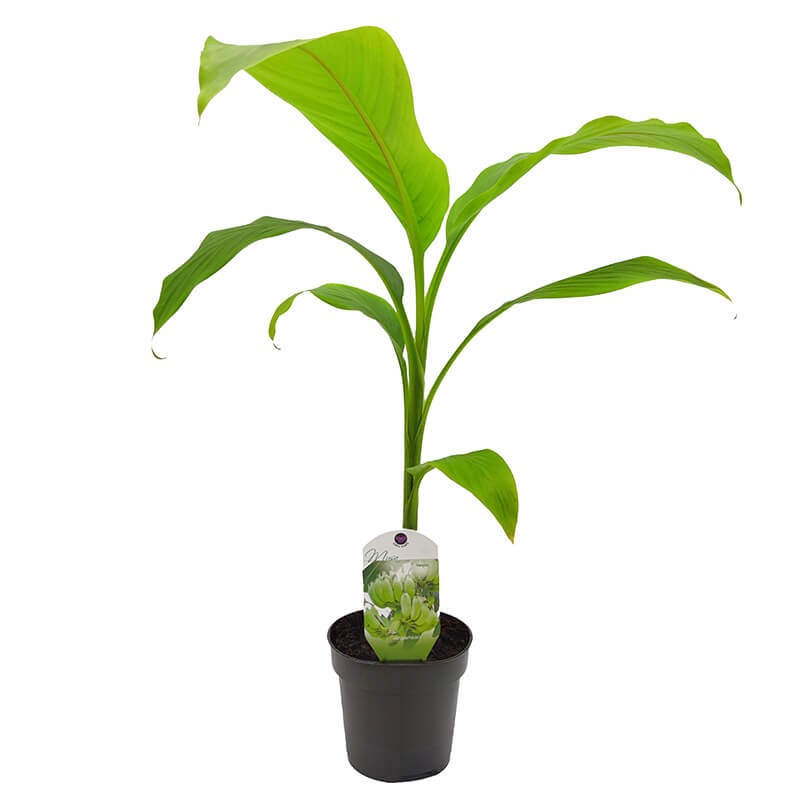 Bananowiec (Musa Basjoo) Sadzonka P12  (1).jpg