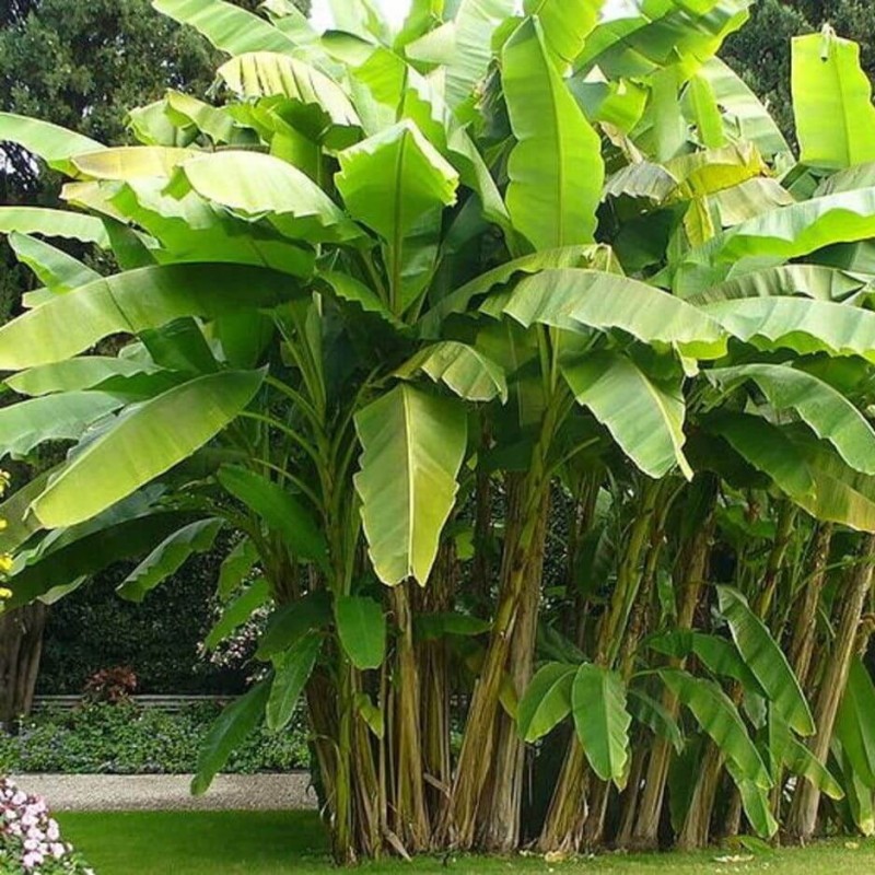 Bananowiec (Musa Basjoo) Sadzonka P12  (3).jpg