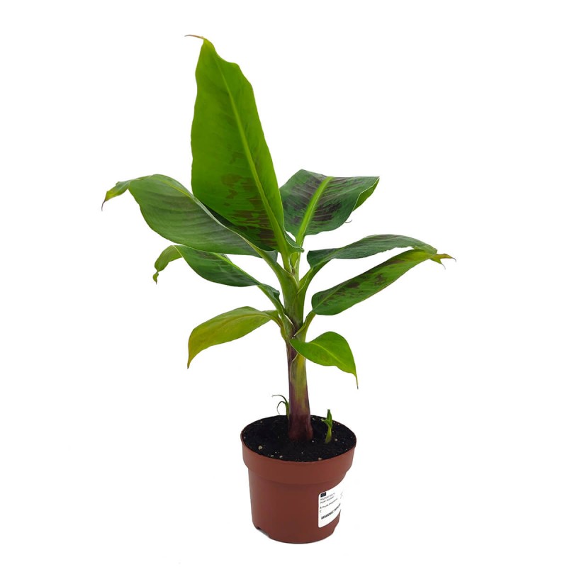 Bananowiec Tropicana (Musa Tropicana) Sadzonka P12 (1).jpg