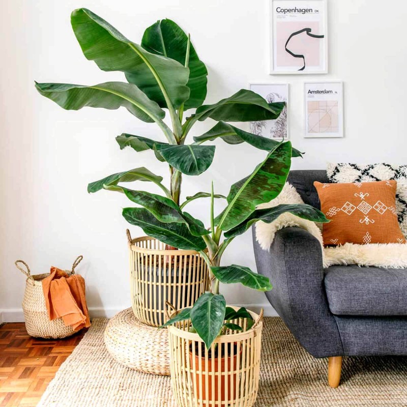 Bananowiec Tropicana (Musa Tropicana) Sadzonka P12 (3).jpg