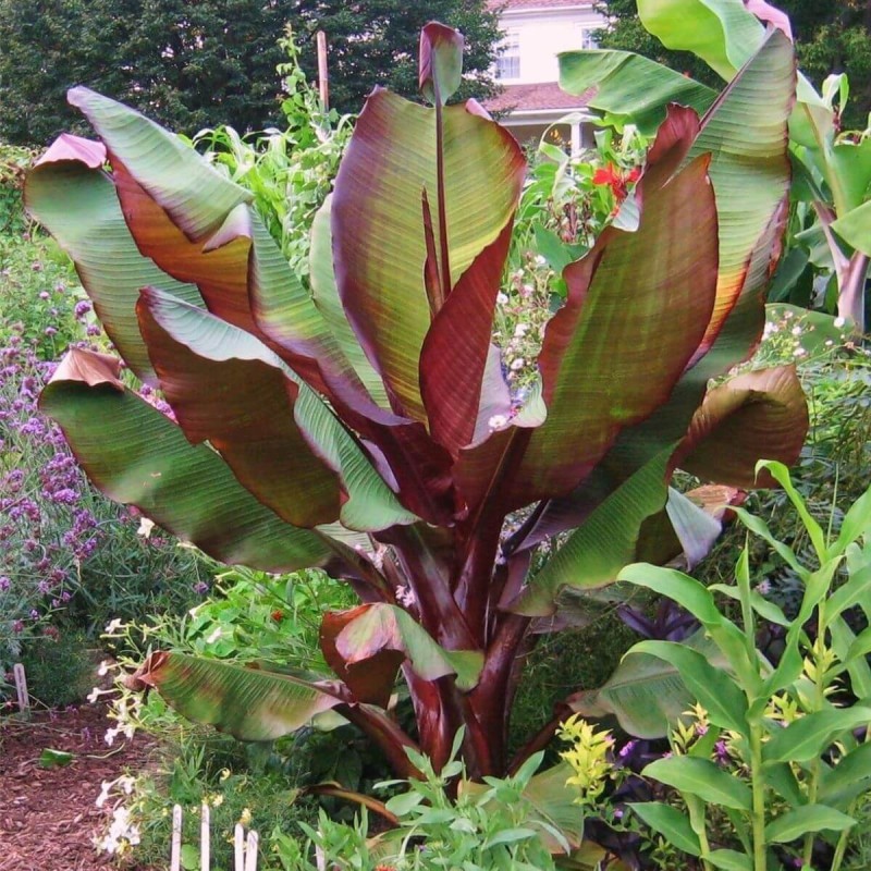 Bananowiec Red Banana Maurelii (Ensete Ventricosum) Sadzonka C2,53 (2).jpg