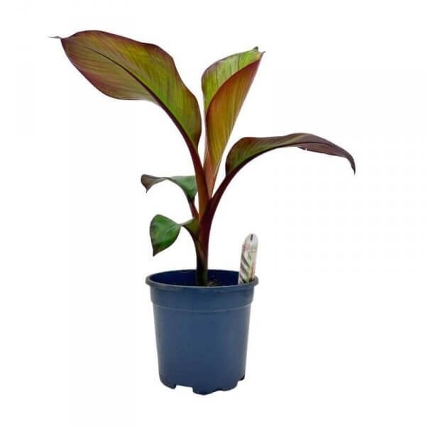 Bananowiec Red Banana Maurelii (Ensete Ventricosum) Sadzonka C2,53 (3).jpg