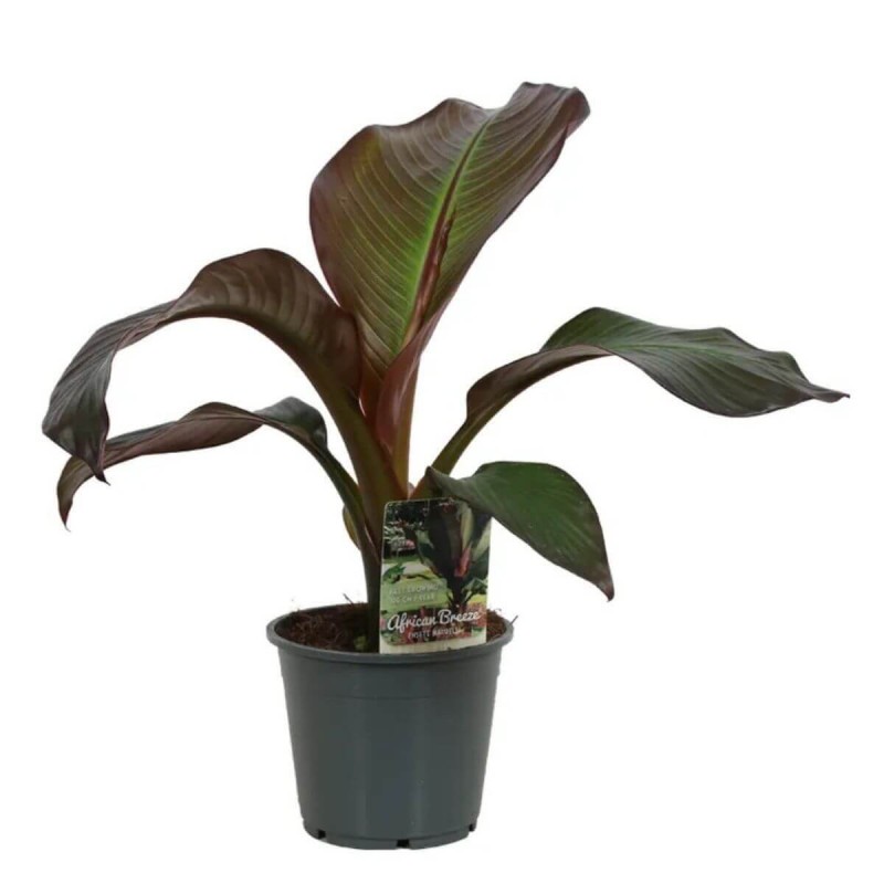 Bananowiec Red Banana Maurelii (Ensete Ventricosum) Sadzonka P14 (2).jpg