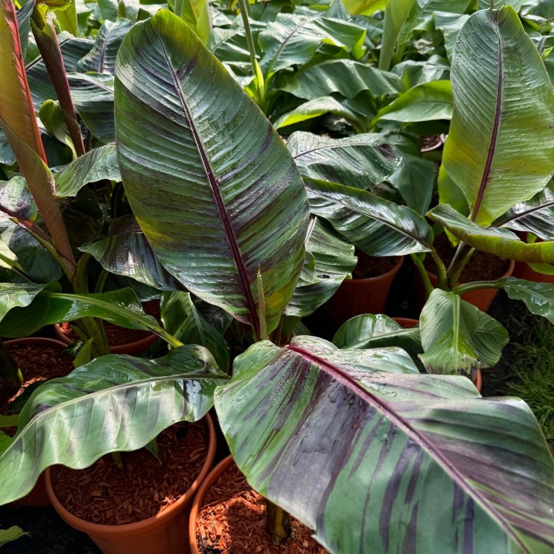 Bananowiec Red Banana Maurelii (Ensete Ventricosum) Sadzonka P14 (3).jpg