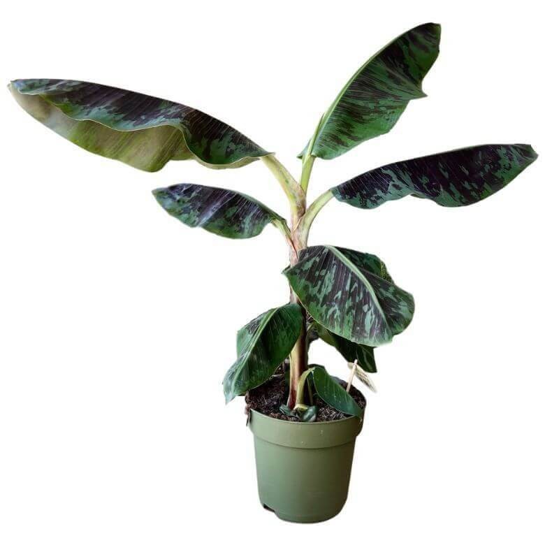 Bananowiec Dwarf Cavendish (Musa Dwarf) Sadzonka Xl-c5 (1).jpg