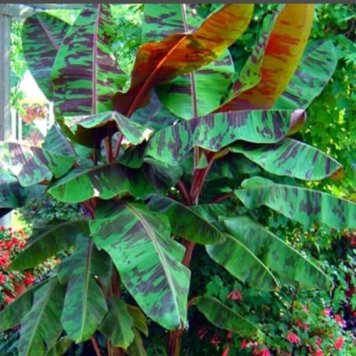 Bananowiec Dwarf Cavendish sadzonka C5