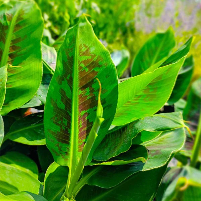 Bananowiec Dwarf Cavendish (Musa Dwarf) Sadzonka Xl-c5 (3).jpg