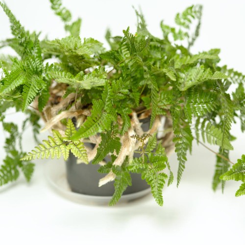 Paproć Davallia roślina domowa P12