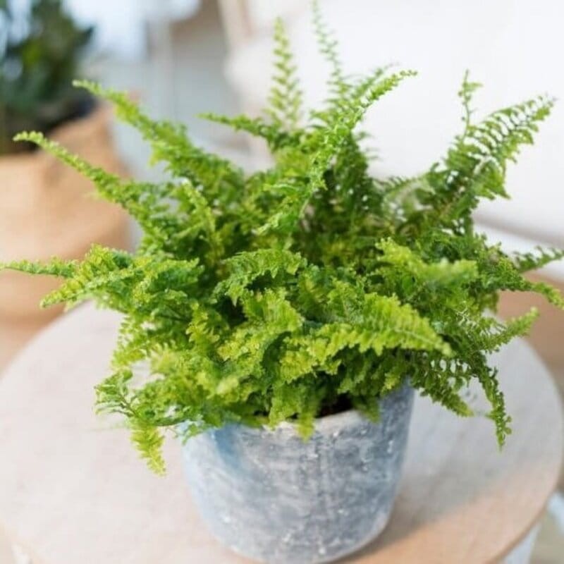 paproć green nephrolepis exaltata sklep