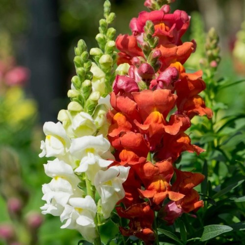 Lwia paszcza niska mieszanka nasiona 05 g