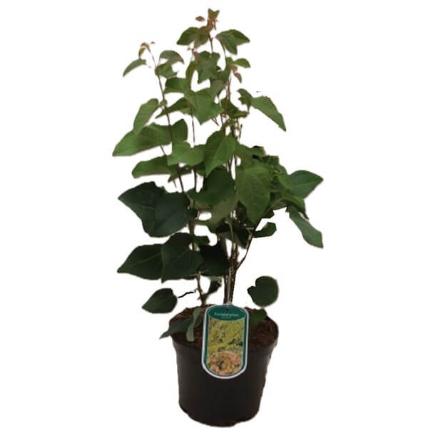 Grujecznik Japoński (Cercidyphyllum japonicum) Sadzonka C2 (1).jpg