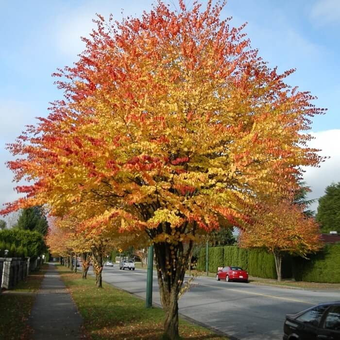 Grujecznik Japoński (Cercidyphyllum japonicum) Sadzonka C2 (3).jpg