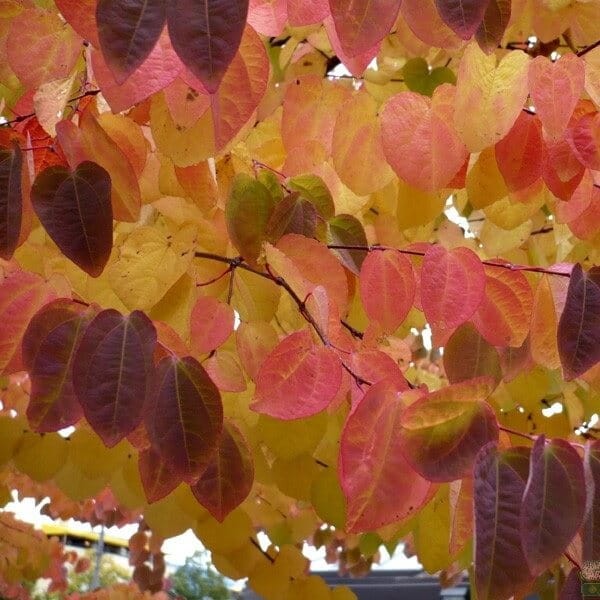 Grujecznik Japoński (Cercidyphyllum japonicum) Sadzonka C2 (4).jpg