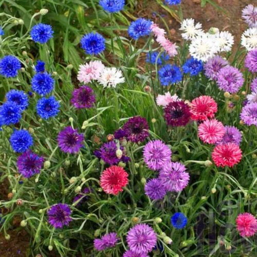 Chaber bławatek mieszanka nasiona 1g