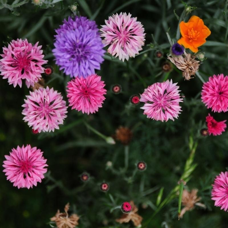 Chaber bławatek, mieszanka  nasiona 1g (3).jpg