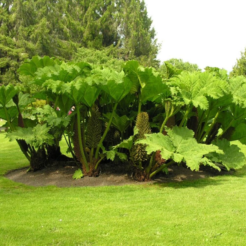 Gunnera Olbrzymia (Gunnera manicata) Sadzonka C2 (1).jpg