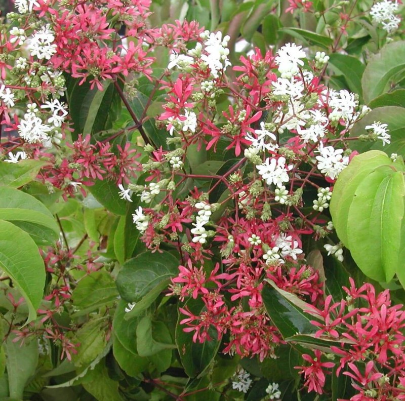 Heptakodium Chińskie Unikat (Heptacodium miconioides) Sadzonka C2 (3).JPG