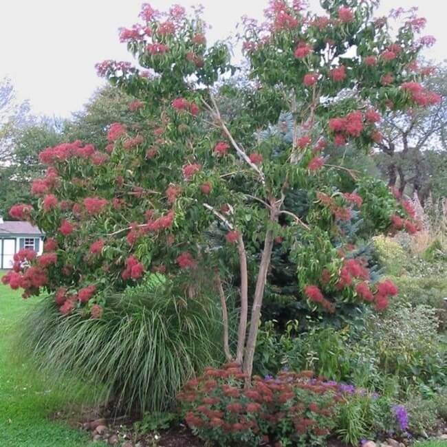 Heptakodium Chińskie Unikat (Heptacodium miconioides) Sadzonka C2 (4).jpg